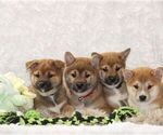 Image preview for Ad Listing. Nickname: Litter of 5