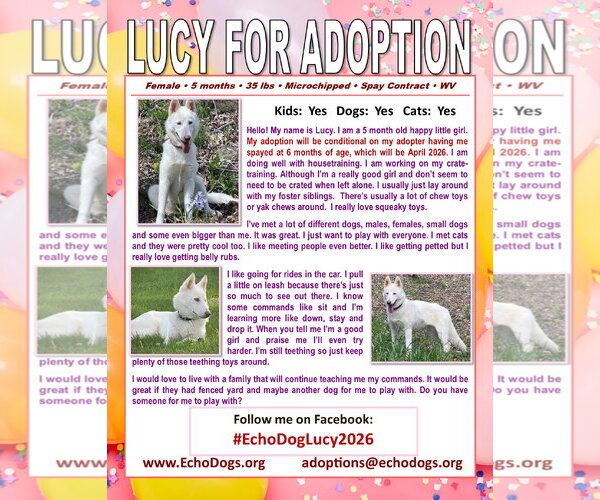 Medium Photo #2 - Mix Puppy For Sale in Hoffman Estates, IL, USA