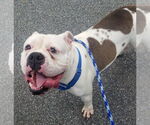 Small #11 Bulldog Mix