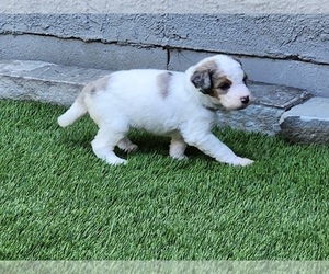 Aussiedoodle Puppy for sale in NOBLESVILLE, IN, USA
