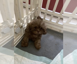 Shih Tzu Puppy for sale in SPRING HILL, FL, USA