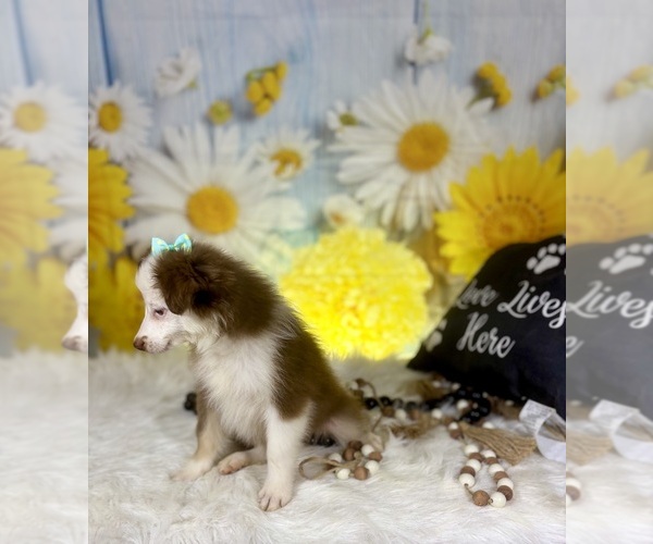Medium Photo #7 Miniature Australian Shepherd Puppy For Sale in RIPLEY, MS, USA