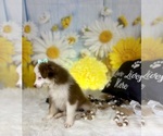 Small #6 Miniature Australian Shepherd