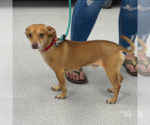 Small #4 Chiweenie