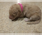 Small Photo #3 Goldendoodle-Poodle (Miniature) Mix Puppy For Sale in NORTH LIBERTY, IN, USA