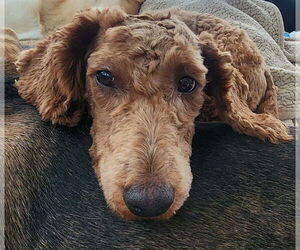 Mutt Dogs for adoption in Cuba, NY, USA