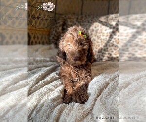 Double Doodle Puppy for sale in DIXON, IL, USA