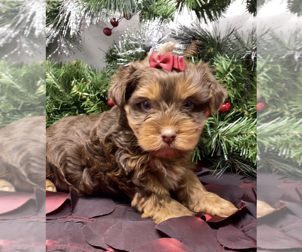 Medium Photo #7 Shorkie Tzu-Yorkshire Terrier Mix Puppy For Sale in SELLERSBURG, IN, USA