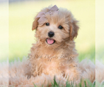 Small Photo #55 Maltipoo (Miniature) Puppy For Sale in WARSAW, IN, USA