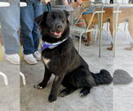 Small #3 Mutt