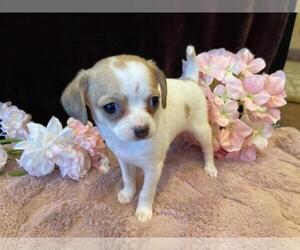 Chihuahua-Chipin Mix Puppy for sale in ATASCADERO, CA, USA