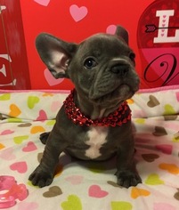 French Bulldog Puppy for sale in OCEANSIDE, CA, USA