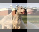 Small Photo #3 Dogo Argentino Puppy For Sale in INKSTER, MI, USA