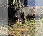 Small #9 Doberman Pinscher