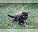 Small #5 German Shepherd Dog