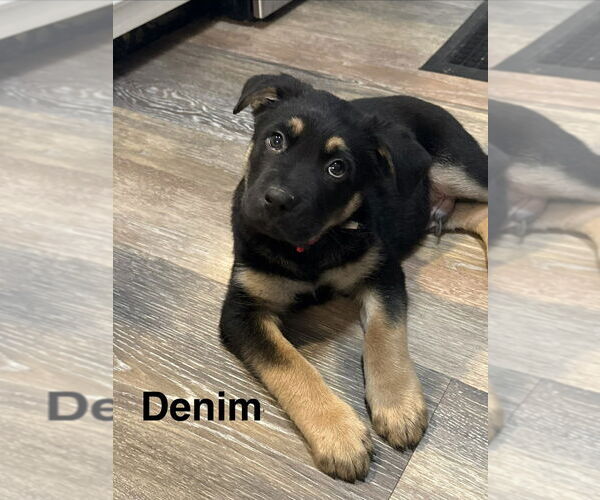 Medium Photo #1 Mutt Puppy For Sale in Springdale, PA, USA