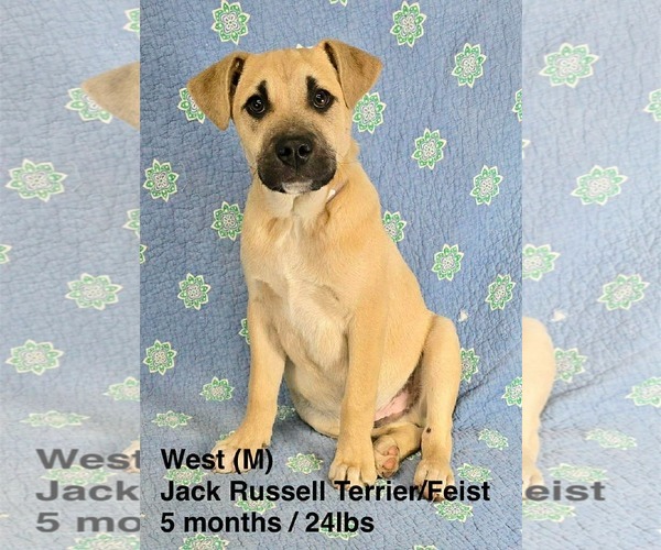 Medium Photo #4 Feist Terrier-Jack Russell Terrier Mix Puppy For Sale in pomfret, CT, USA
