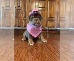 Small Photo #23 Olde English Bulldogge Puppy For Sale in FORT WORTH, TX, USA