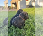 Small Photo #12 Rottle Puppy For Sale in CHICKAMAUGA, GA, USA