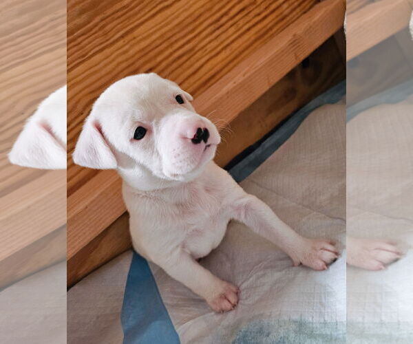 Medium Photo #2 Labrador Retriever-Unknown Mix Puppy For Sale in Rockaway, NJ, USA