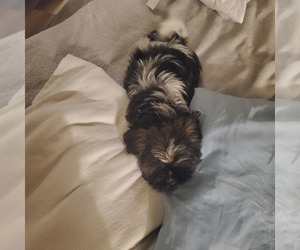 Shih Tzu Puppy for sale in CROWLEY, TX, USA