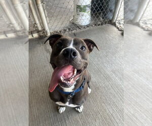 Mutt Dogs for adoption in Evansville, IN, USA