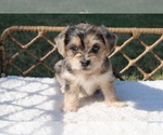 Puppy Cookie Morkie