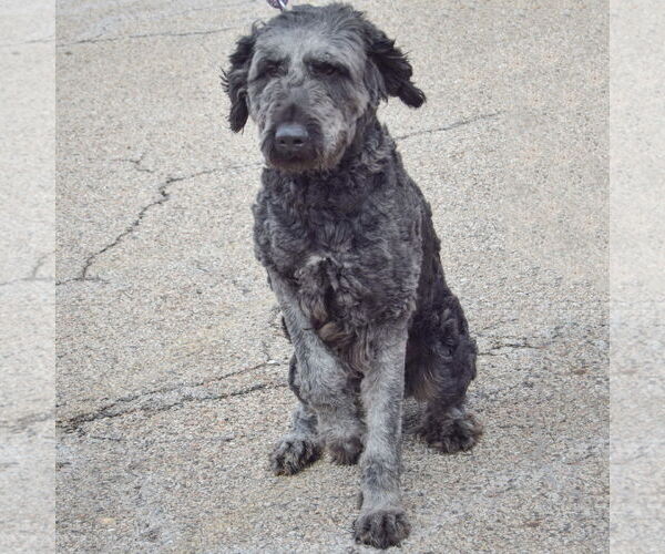 Medium Photo #6 Pyredoodle Puppy For Sale in Huntley, IL, USA