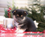 Small #2 Mutt-Pembroke Welsh Corgi Mix