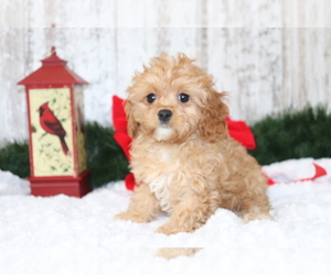 Cavapoo Puppy for sale in SHILOH, OH, USA