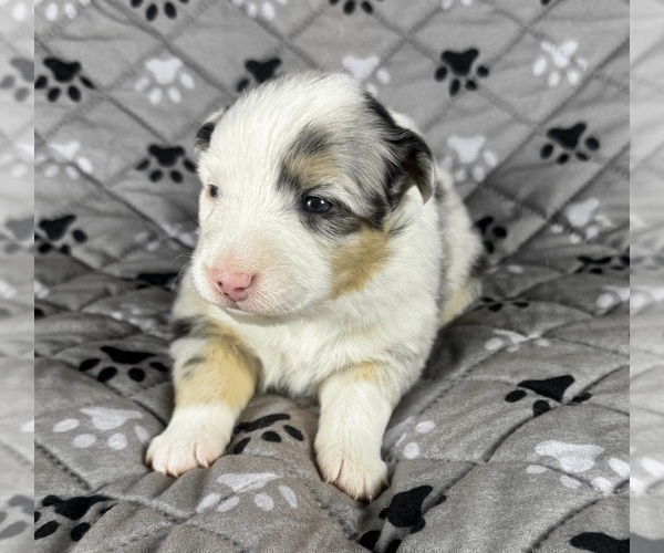 Medium Photo #50 Australian Shepherd Puppy For Sale in SALISBURY, NC, USA