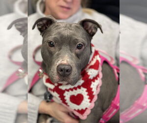 Mutt Dogs for adoption in Mount Laurel, NJ, USA