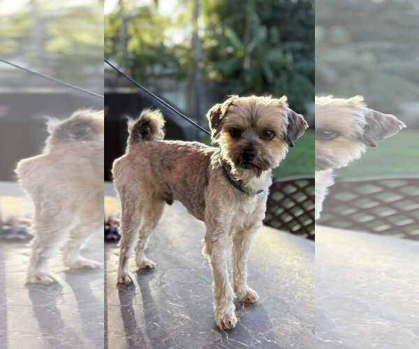 Medium Photo #1 Mutt Puppy For Sale in Menifee, CA, USA