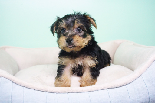 Medium Photo #7 Yorkshire Terrier Puppy For Sale in LA MIRADA, CA, USA