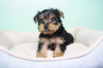 Small Photo #7 Yorkshire Terrier Puppy For Sale in LA MIRADA, CA, USA