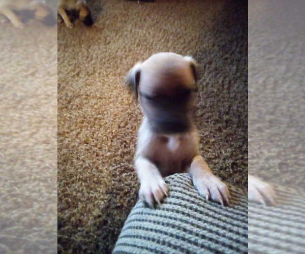 Medium Photo #2 Great Dane Puppy For Sale in SHELDON, IL, USA