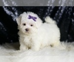 Small #2 Maltese