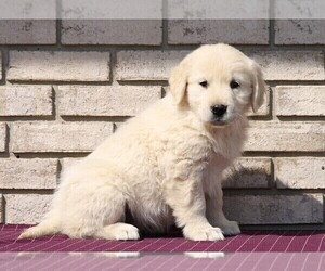 English Cream Golden Retriever Puppy for sale in FREDERICKSBG, OH, USA