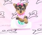 Small Photo #14 Yorkshire Terrier Puppy For Sale in LAS VEGAS, NV, USA