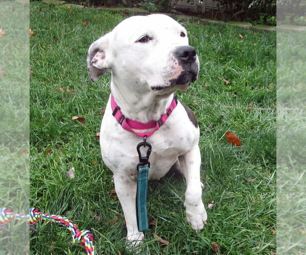 Medium Photo #4 American Pit Bull Terrier-Unknown Mix Puppy For Sale in Grovertown, IN, USA