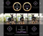 Small #5 Doberman Pinscher