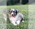 Small Photo #8 Australian Shepherd Puppy For Sale in WESLEY CHAPEL, FL, USA