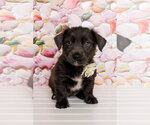 Small #1 Mutt