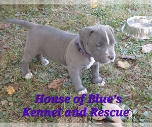 American Pit Bull Terrier Puppy for sale in DELAWARE, OH, USA