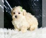 Small Photo #92 Maltipoo (Miniature) Puppy For Sale in WARSAW, IN, USA