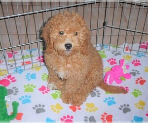 Goldendoodle-Poodle (Toy) Mix Puppy for sale in ORO VALLEY, AZ, USA