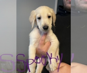 English Cream Golden Retriever-Golden Retriever Mix Puppy for sale in COHOES, NY, USA