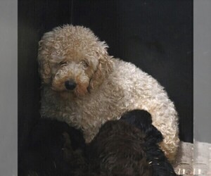 Mother of the Poodle (Miniature) puppies born on 10/05/2019