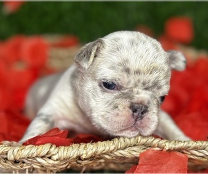 French Bulldog Puppy for sale in SPRINGFIELD, MO, USA