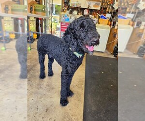 Poodle (Standard)-Unknown Mix Dogs for adoption in San Diego, CA, USA